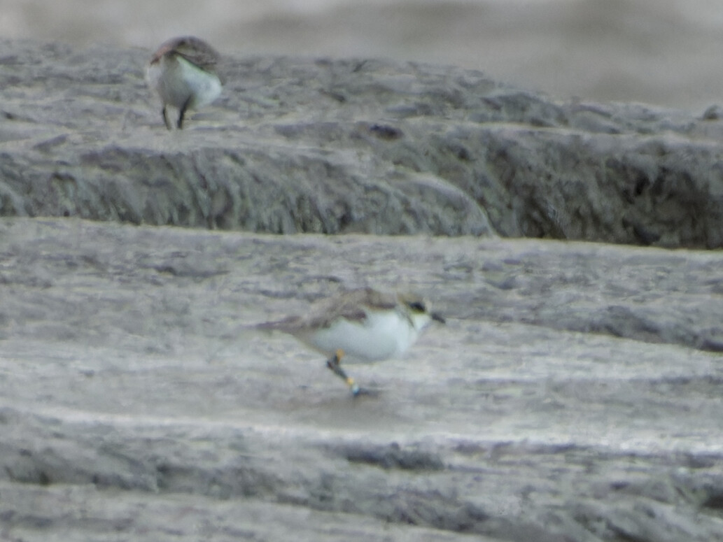 Photo of Kentish Plover